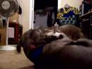pit bulls playing