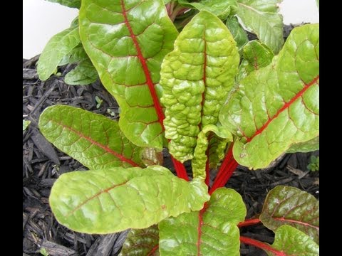 how to grow swiss chard