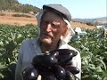Gönen Tütüncü KÖyünde patalıcan toplama