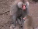 baboons.html