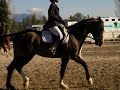 Dressage Piboules 23 Mars