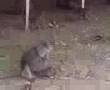 mandril