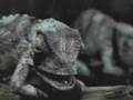Critter Fest: Budweiser Frogs Lizards and Ferret!! 18 clips!