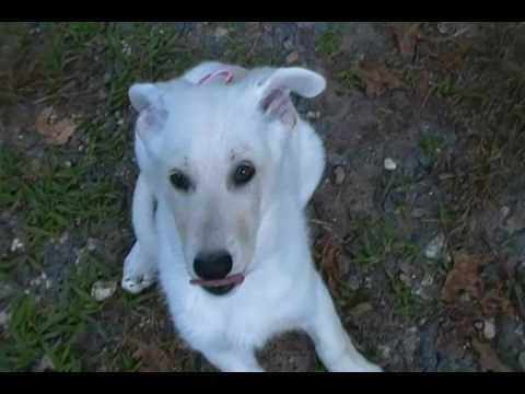 Tigerlilys Miss Sparkling Berry White Female Puppy