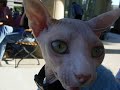 Sphynx Cat Redwood City, CA Celtic Experience Sphynx Cat Redwood City, CA Celtic Experience