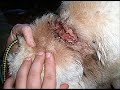 Chained Dogs