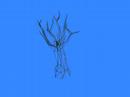 Halo 1 wire frame tree Halo 1 wire frame tree