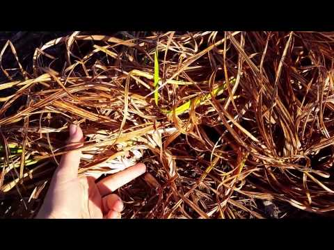How to Cut Back Daylilies in Fall