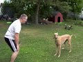 attack of the killer Greyhound..... not! attack of the killer Greyhound..... not!