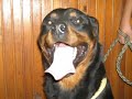 ROTTWEILER is not a GERMAN Dog,Rottweiler is KURDISH