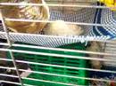 Pet Rats exploring their cage