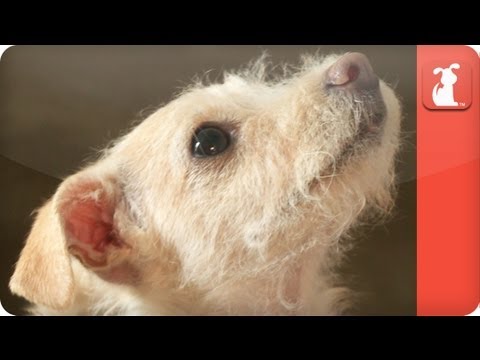 Image de prévisualisation YouTube