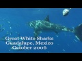 Great White Sharks off Guadalupe Island, Mexico