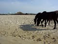 Wild horses in Hue