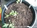 hops growing.flv