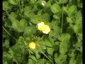 La Corta Illusione - Illusione d\