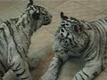 white tigers white tigers