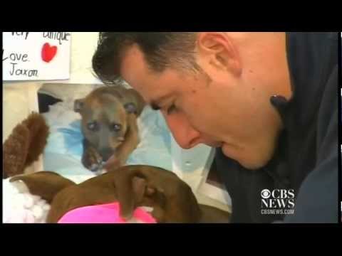 pit bull