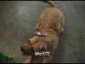 Catrina Song by the green room - Milo the dog loves frog funny video Catrina Song by the green room - Milo the dog loves frog funny video