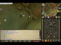 Cow killing with phill!.avi