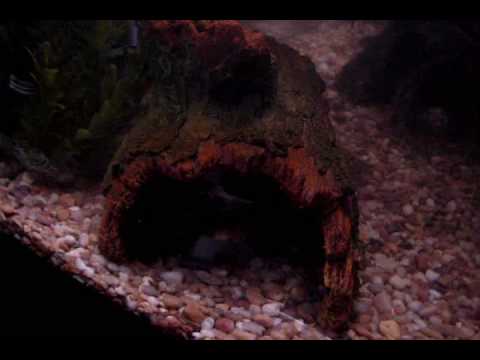 how to care for a zig zag eel