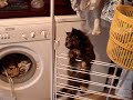 metiss et le seche linge