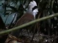 wild bird jazz