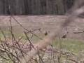 First Day Gobblers