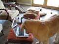 Whining Dog Recursion Whining Dog Recursion