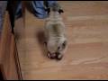 videos de hooch doin tricks with his shoes on