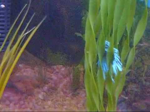 how to take care if a betta fish