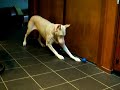 White Doberman Kicking a ball back