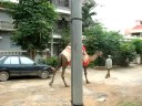 Camels in front of our house