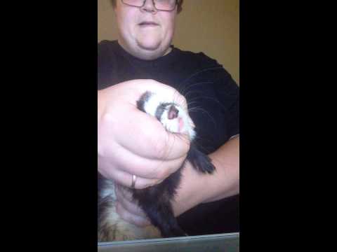 how to train ferret not to bite