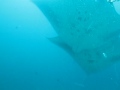 Mantas Mating