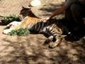 Cango Wildlife Ranch Oudtshoorn/Südafrika - Tiger streicheln