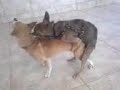 perro jugueton calentorro