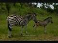 Kruger National Park South Africa safari - YouTube