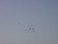 Taj Mahal birds Taj Mahal birds