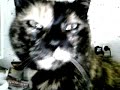 A Cat