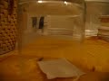 Centipede VS House Spider Centipede VS House Spider