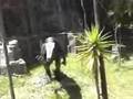 discovered dinosaurios dinosaur merida venezuela