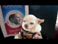 Dogs for Obama!!