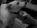 Perras B&W