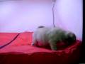 videos de Carlino Macho COV REF:123