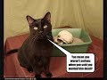 Funny Cats LOLcats