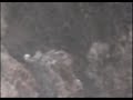 eagle working a stick at twin rocks nest, 13 dec 2008