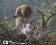 Biancone (Circaetus gallicus)