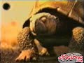 tortuga pt1