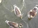 Duck duck in Olso, Norway